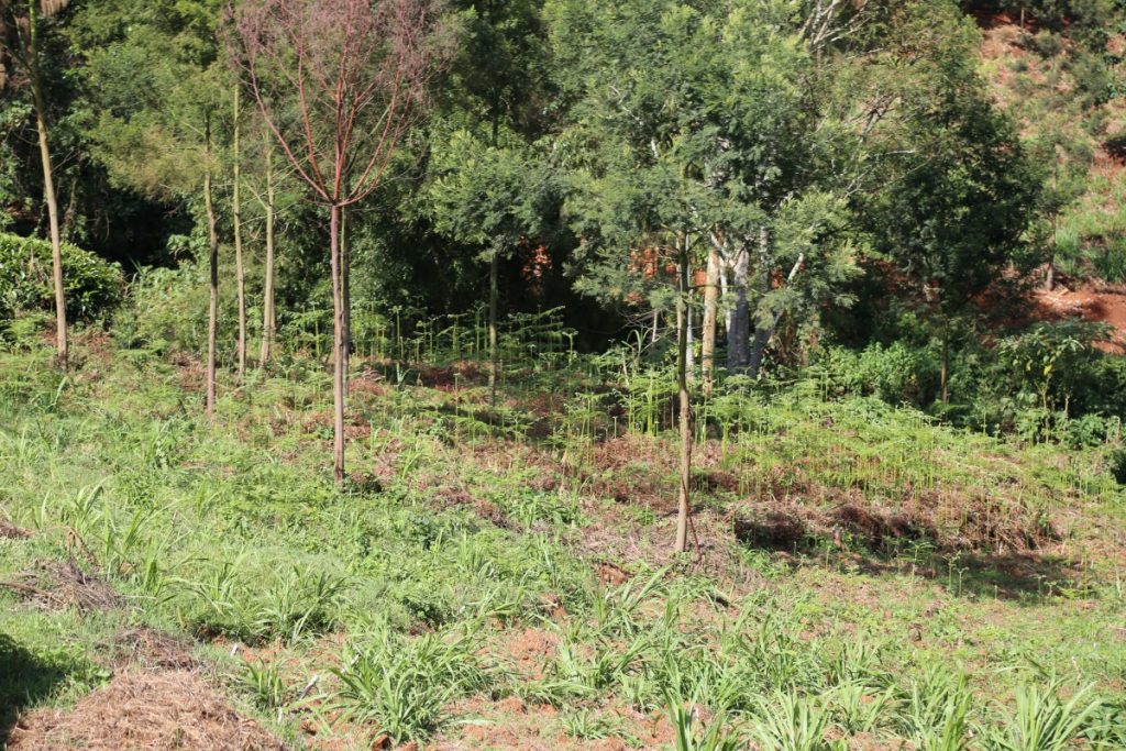 Example of a forest being grown by African Forest